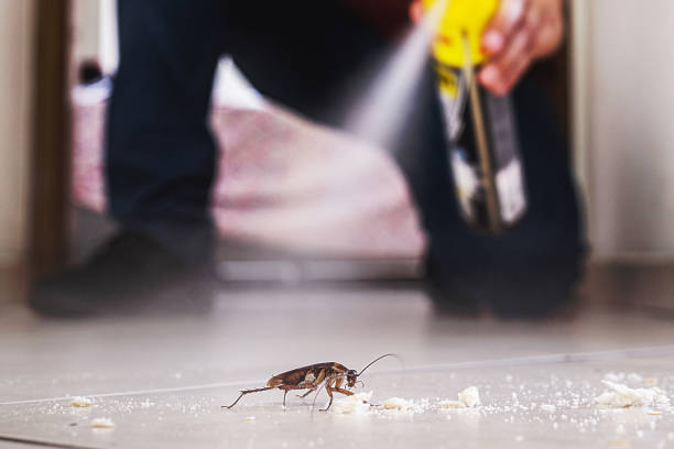 Best Wasp Removal Services  in Peosta, IA