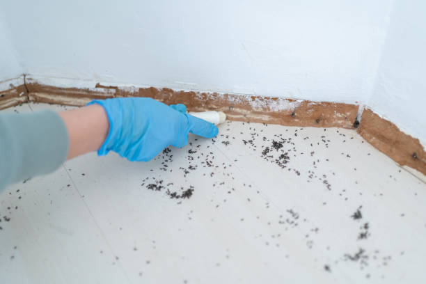 Best Bed Bug Extermination  in Peosta, IA